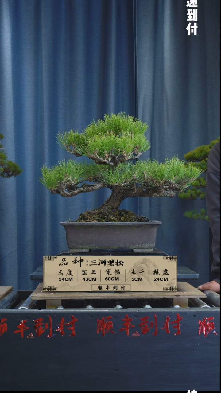 【闪购商品】1z238  三河黑松  不包邮