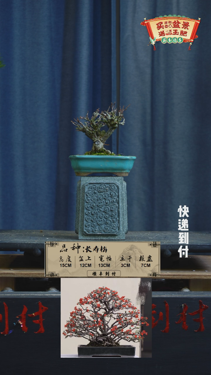 【闪购商品】1g515  长寿梅  不包邮
