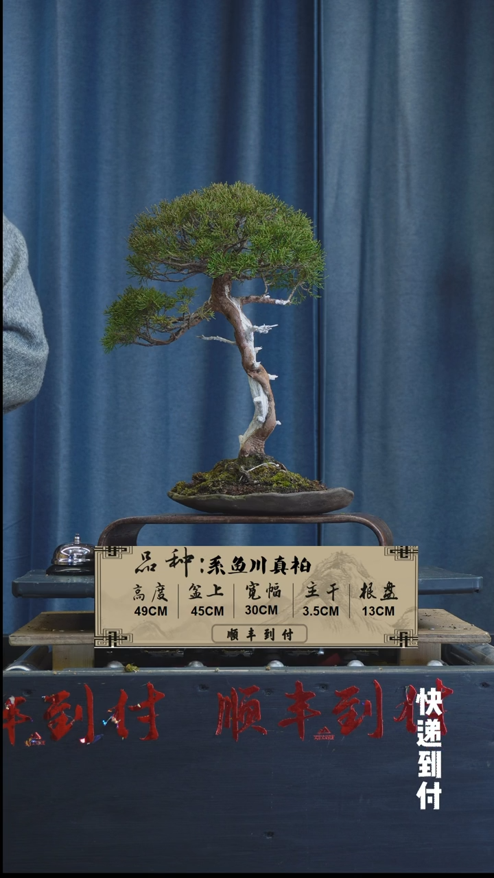 【闪购商品】1Z481系鱼川真柏盆景 不包邮