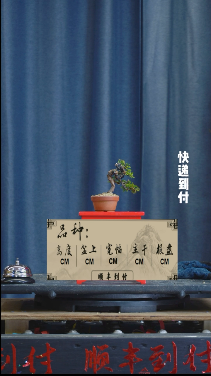 【闪购商品】1z351真柏