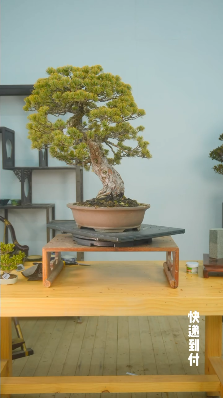 【闪购商品】1f272五针松bubaoyou