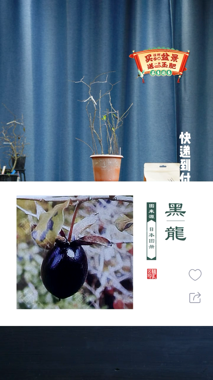 【闪购商品】1670老鸦