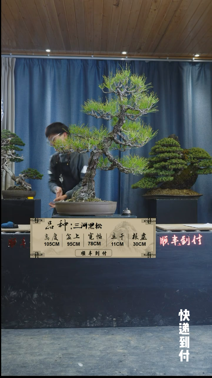 【闪购商品】1L001三河黑松bubaoyou