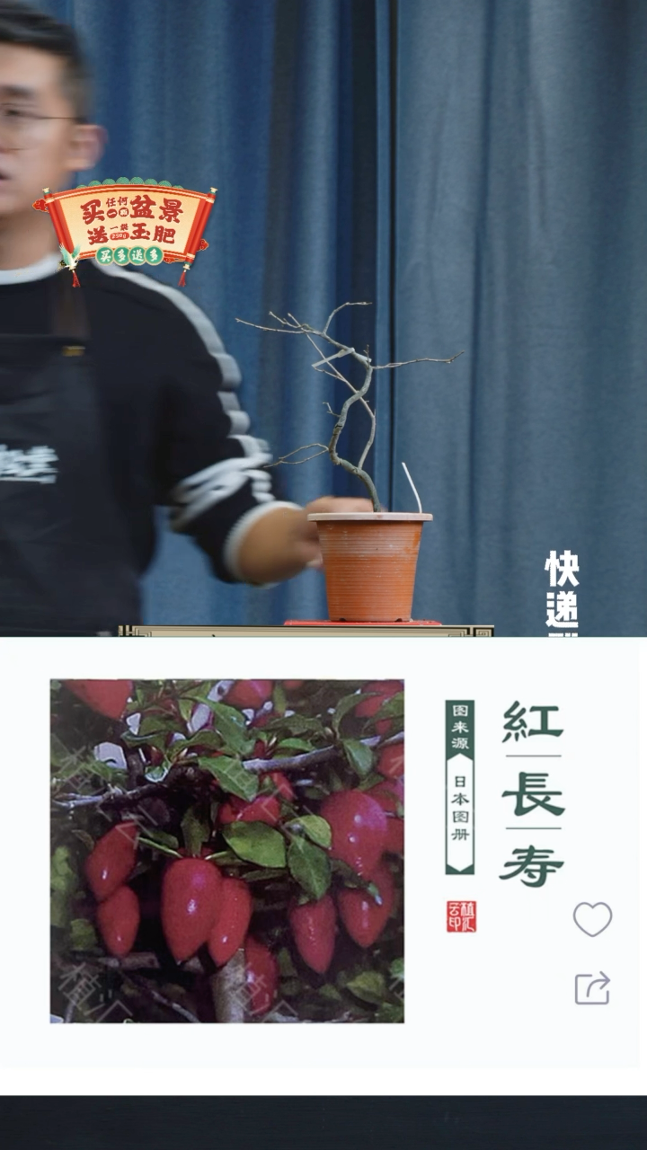 【闪购商品】1114红长寿