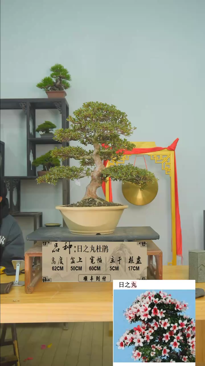 【闪购商品】1f181日之丸杜鹃