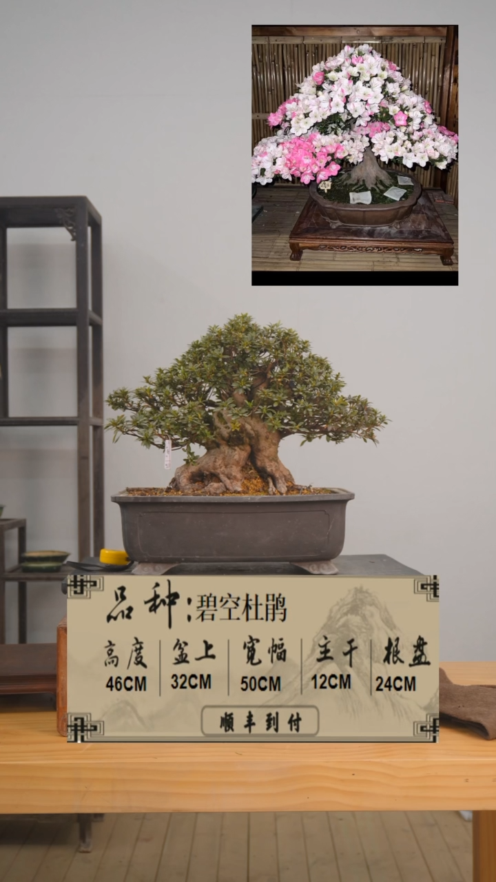 【闪购商品】1f153碧空杜鹃