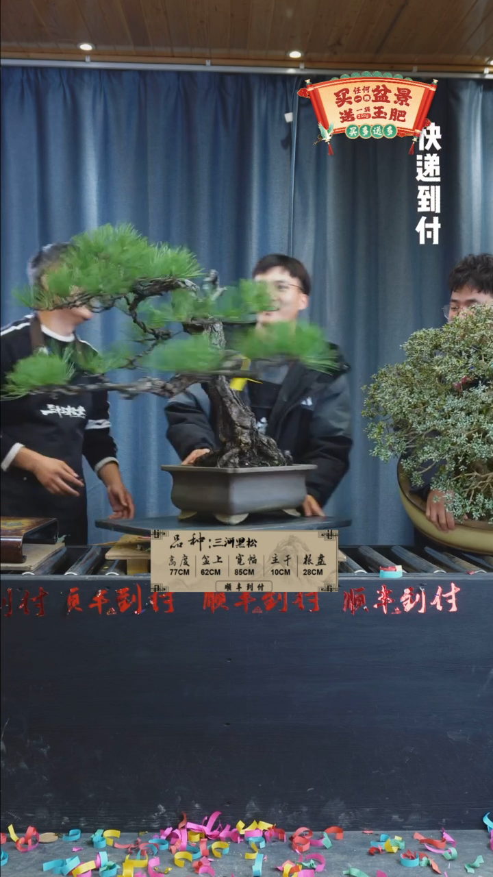 【闪购商品】1g960三河黑松bubaoyou