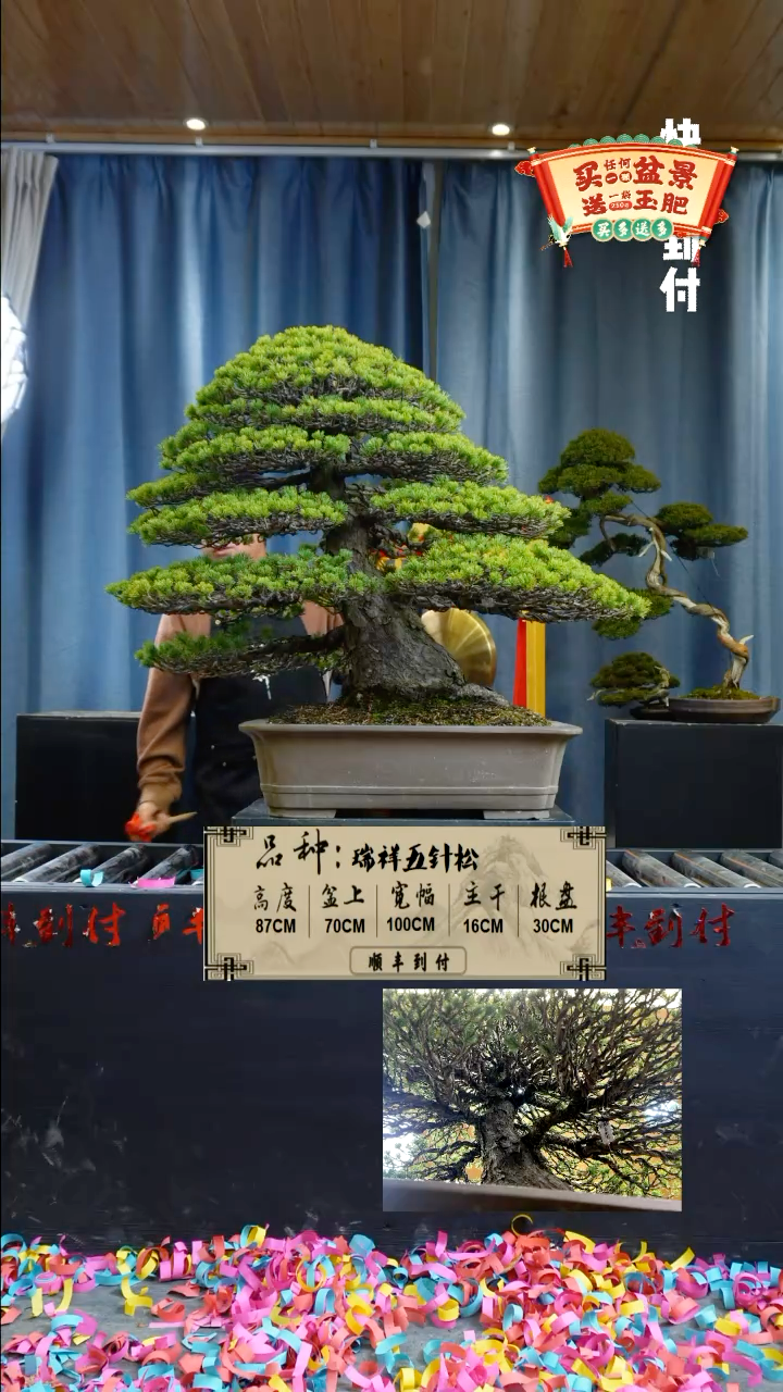 【闪购商品】1g410瑞祥五针松bubaoyou