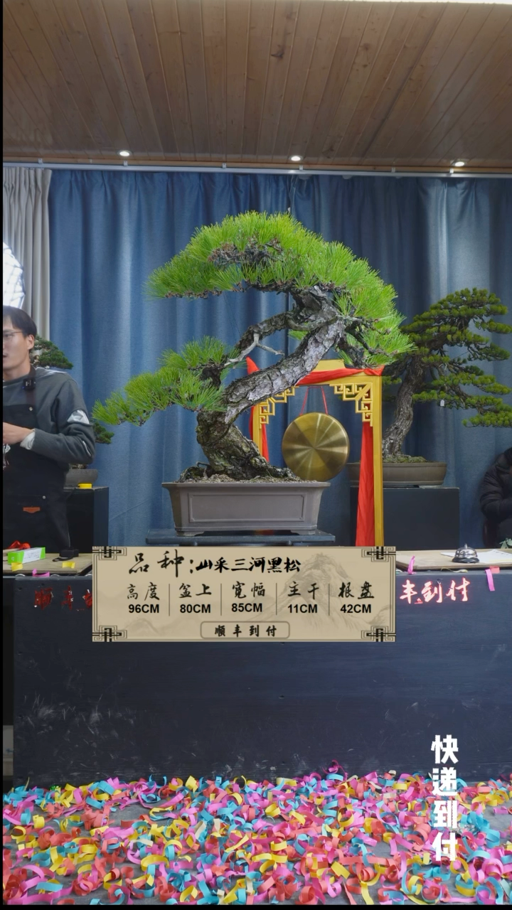 【闪购商品】1L016三河黑松bubaoyou