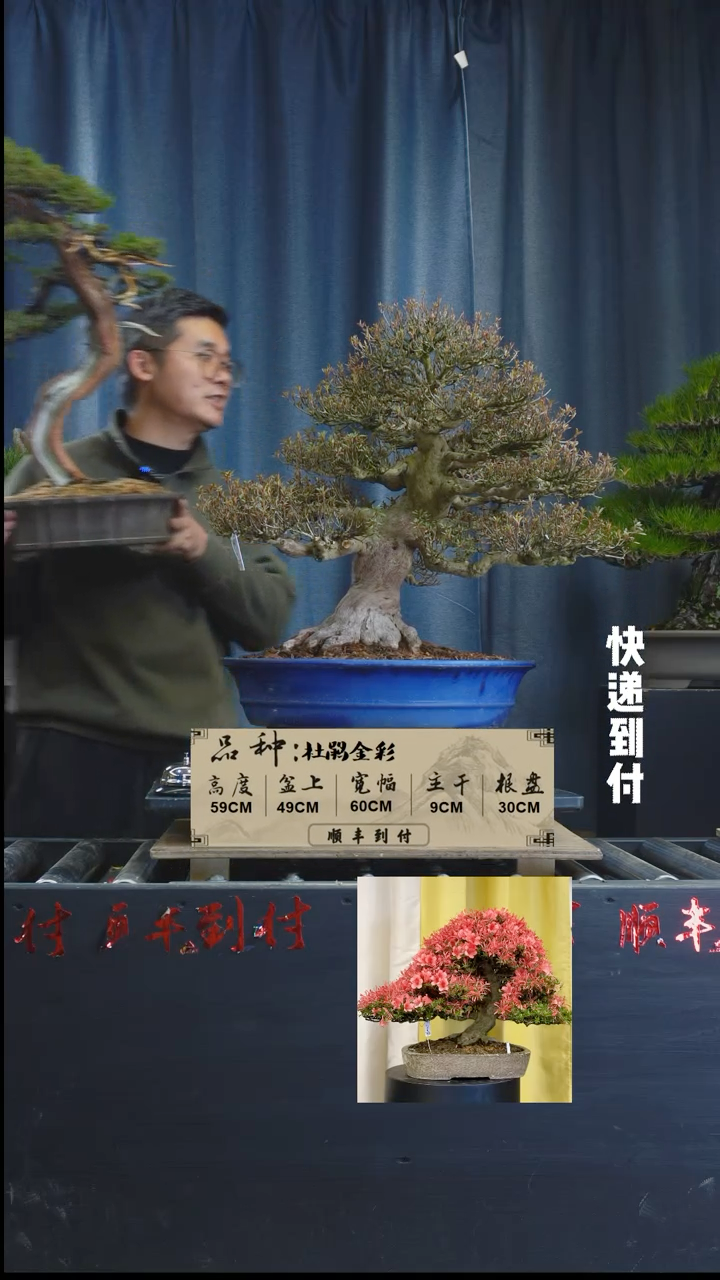 【闪购商品】1L199金采杜鹃bubaoyou