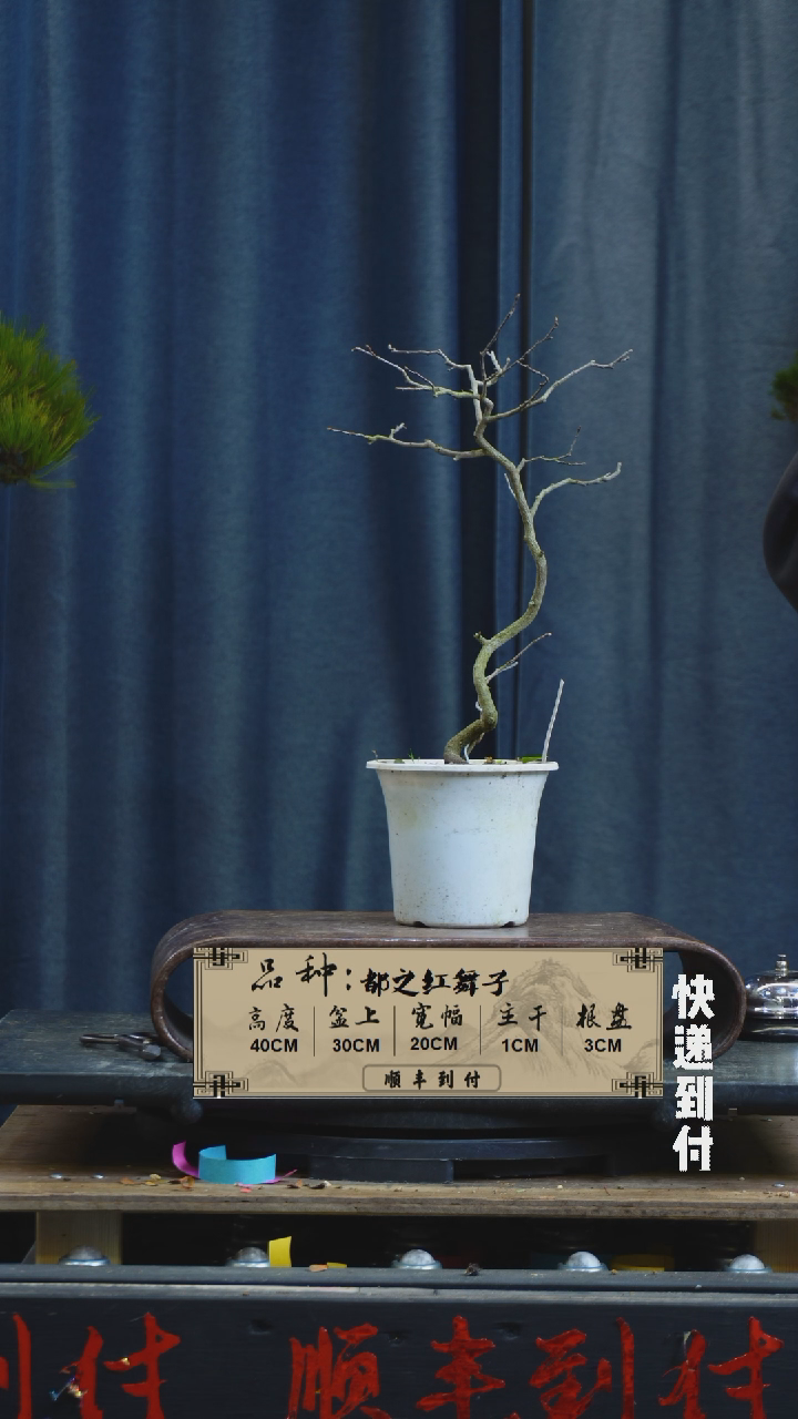 【闪购商品】1f635  老鸦  不包邮