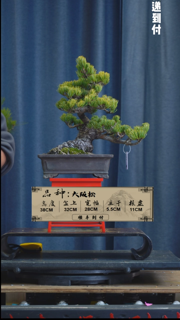 【闪购商品】1z404  大阪松 不包邮