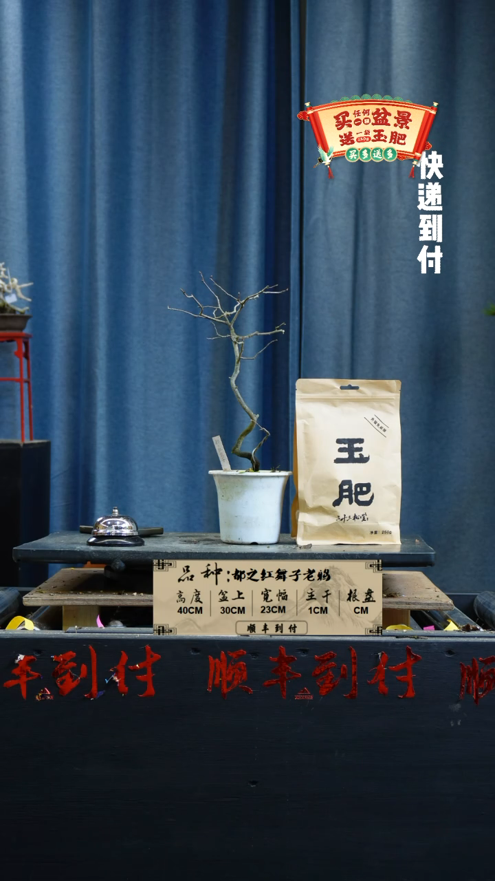 【闪购商品】1365都之红舞子老鸦bubaoyou