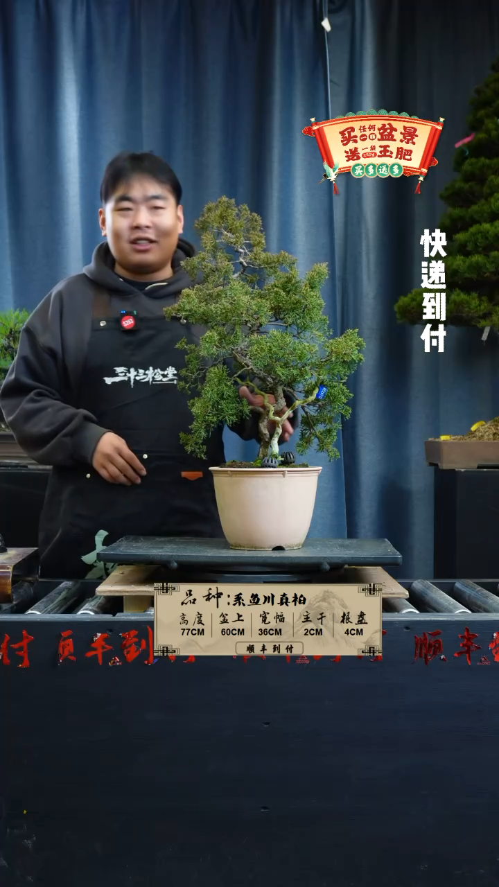 【闪购商品】1G639系鱼川真柏 不包邮
