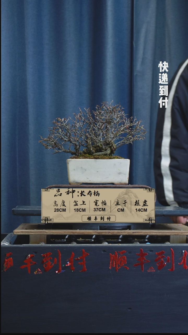 【闪购商品】1L058  长寿梅盆景  不包邮