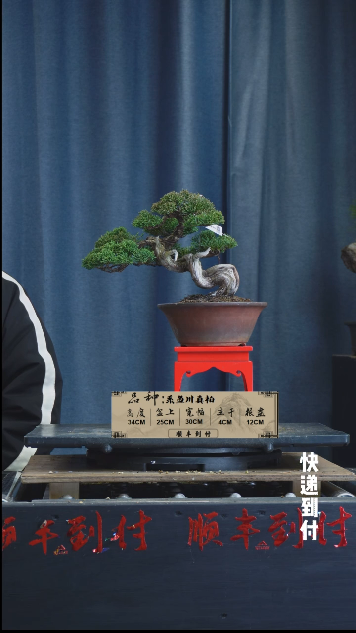 【闪购商品】1L149系鱼川真柏 不包邮