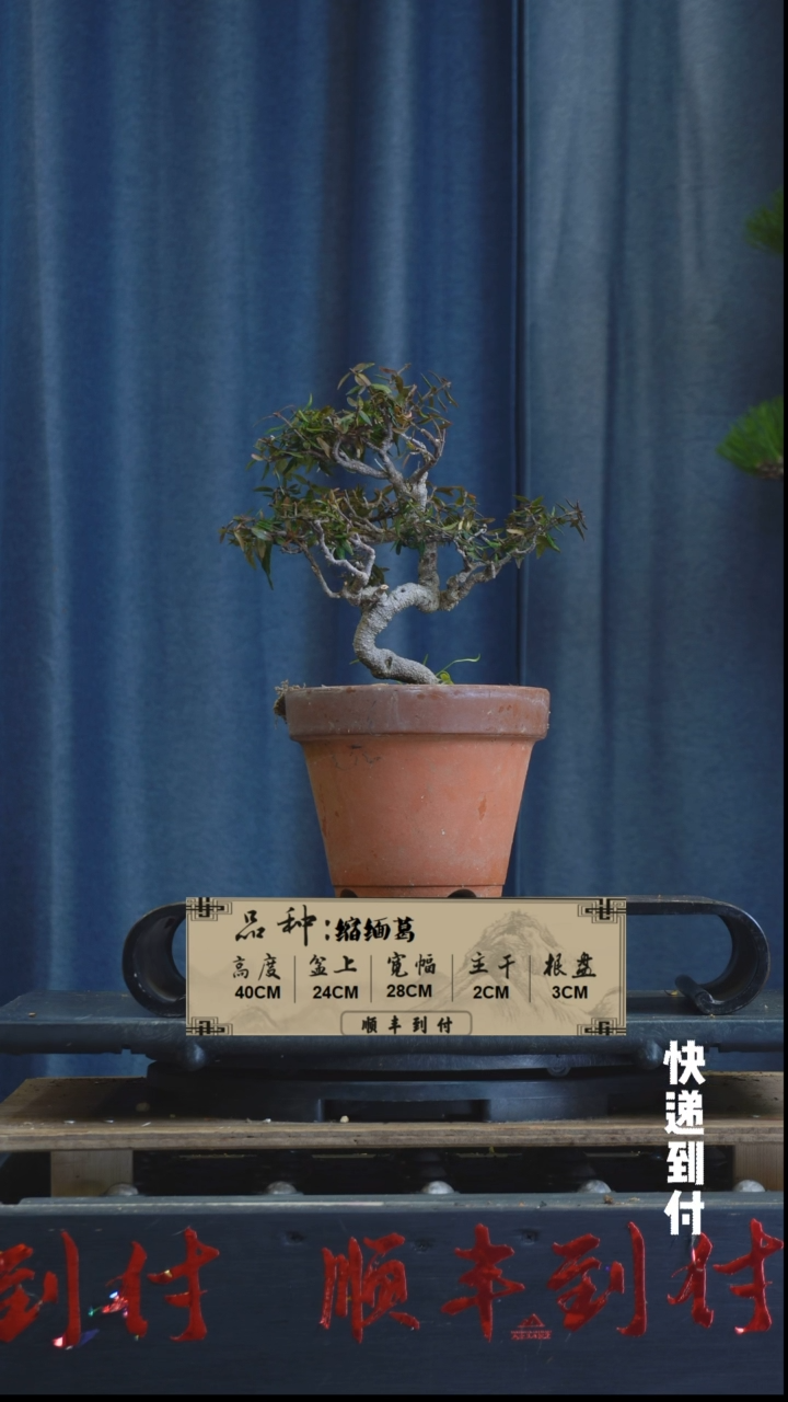 【闪购商品】1z430 缩缅葛盆景  不包邮