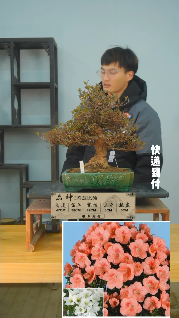 【闪购商品】1f295若慧比须bubaoyou
