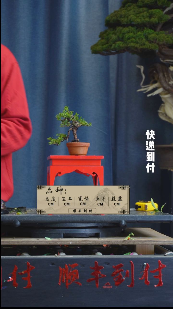 【闪购商品】1L185真柏bubaoyou