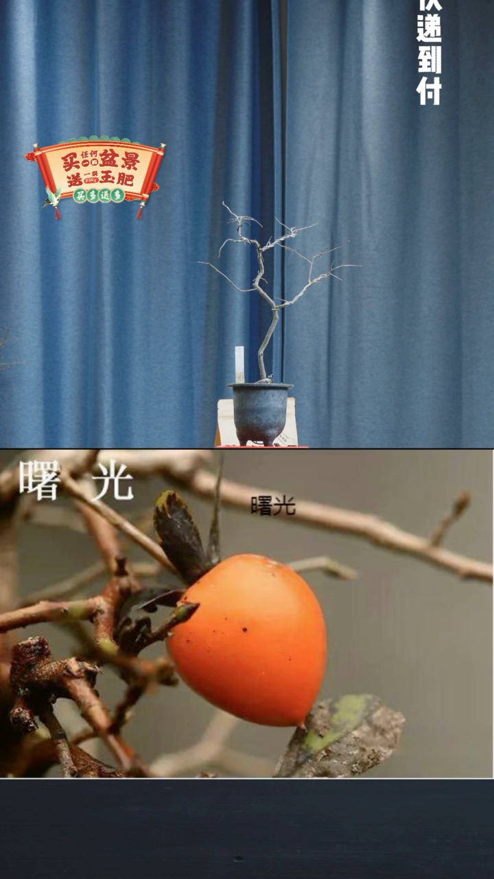 【闪购商品】1168曙光