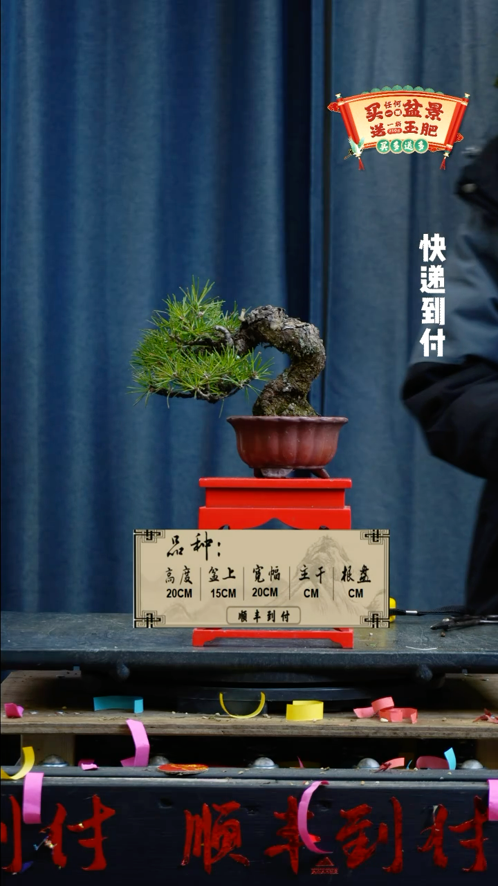 【闪购商品】1456黑松