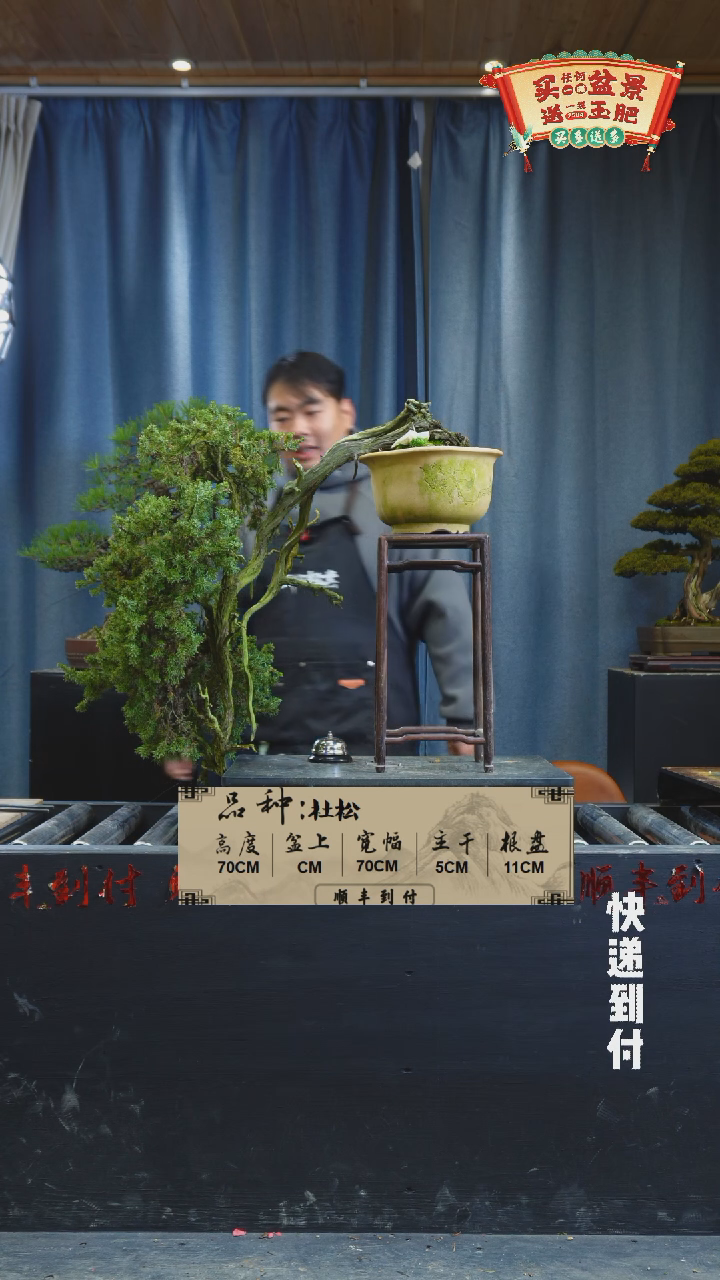 【闪购商品】1f582  杜松 不包邮