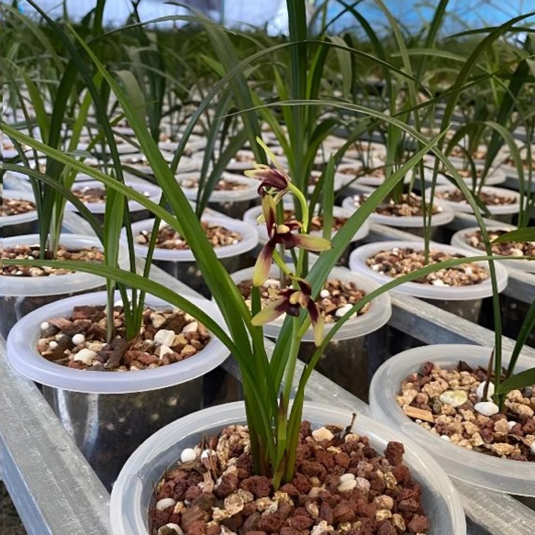 兰花直播间一物一拍（签收后不退换）