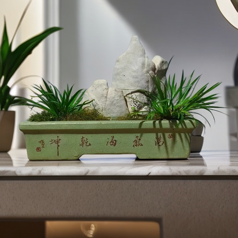 菖蒲盆栽桌面盆栽四季常青