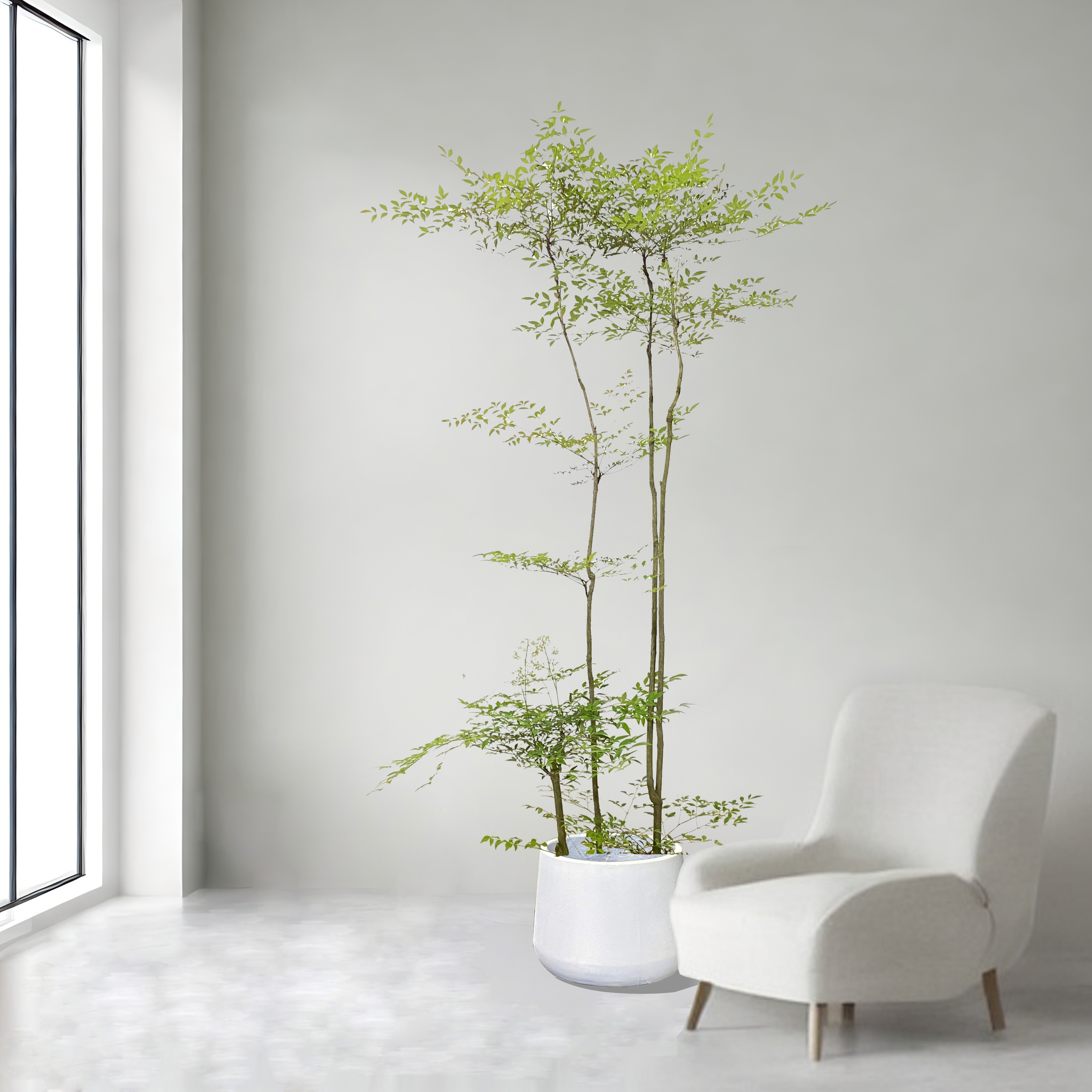 520大型南天竹老桩室内室外大盆栽客厅造型绿植观叶花卉植物