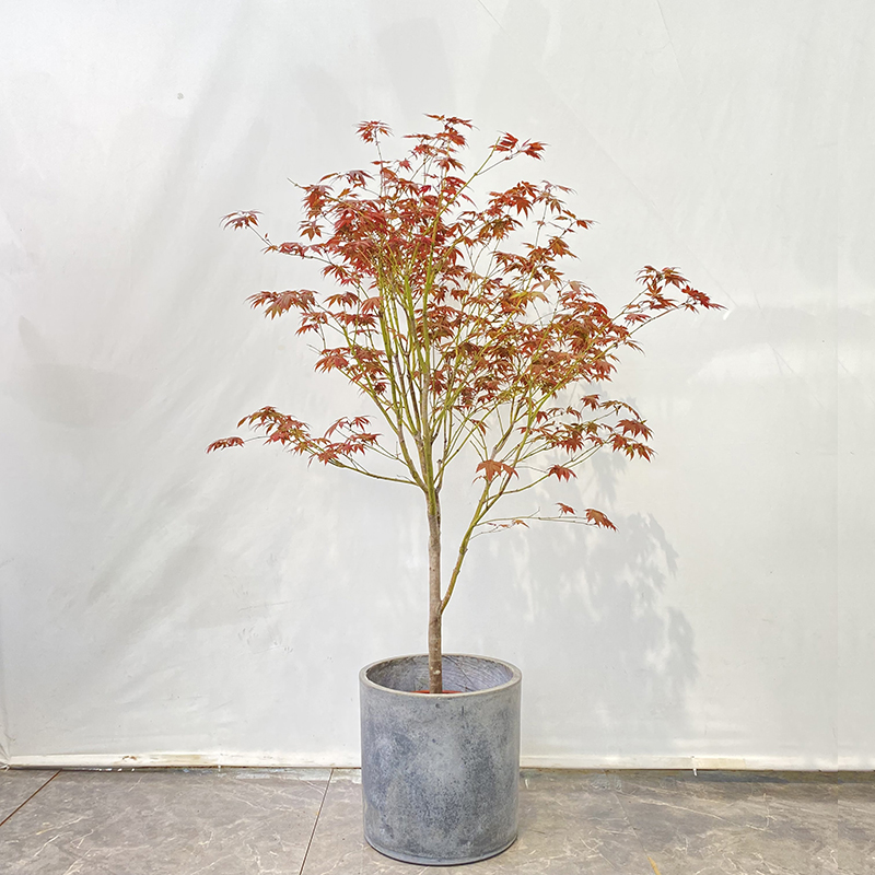 520红枫树中国红树耐寒室内室外红枫庭院园林盆栽地栽户外三季红