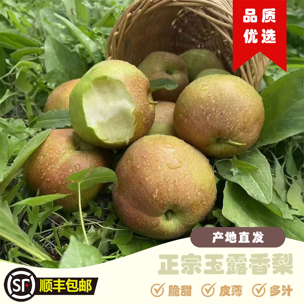 山西运城玉露香梨新鲜梨子香甜酥脆多汁皮薄无渣产地直发顺丰包邮