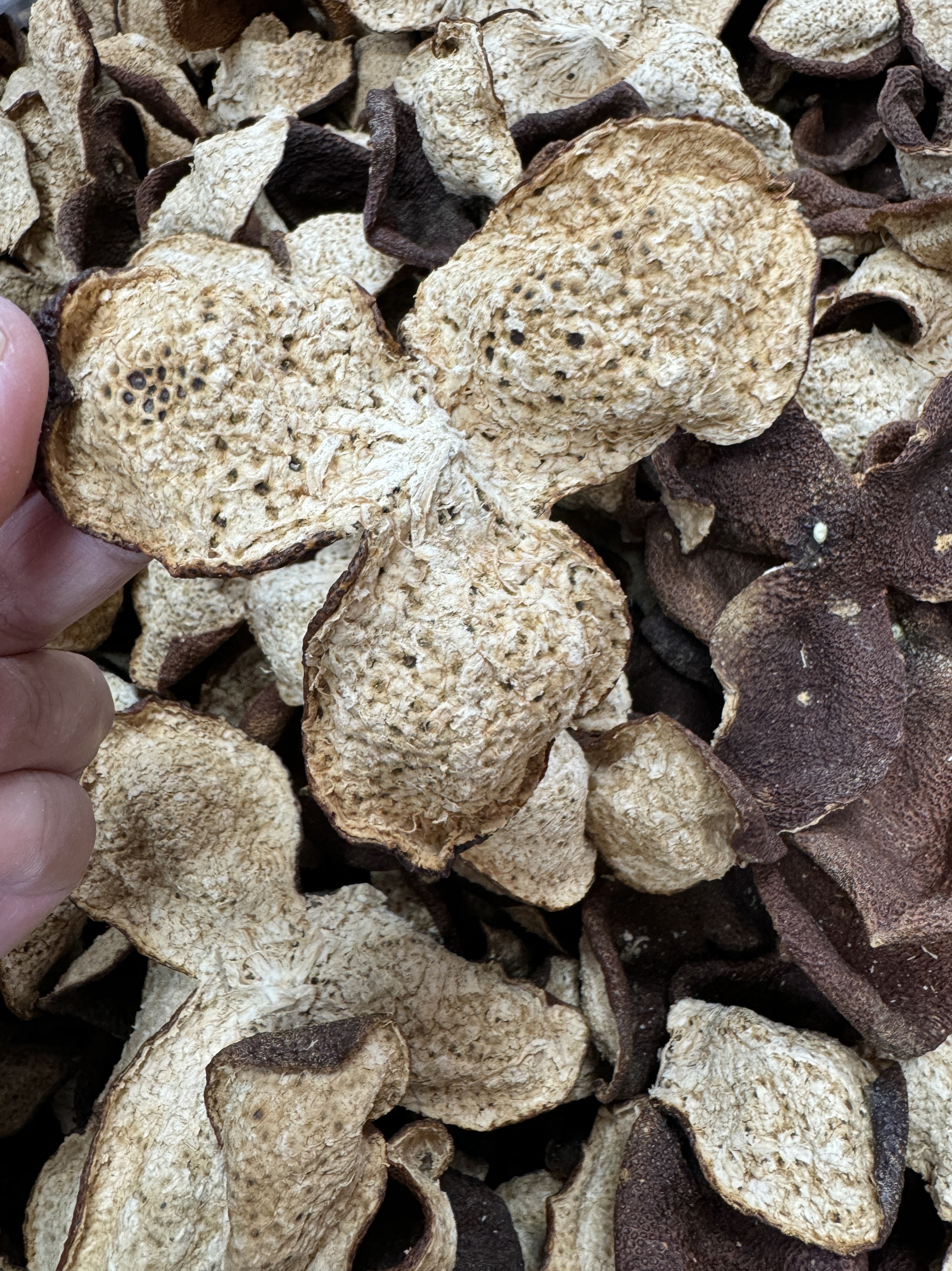 2021年新会东甲圈枝冬后皮