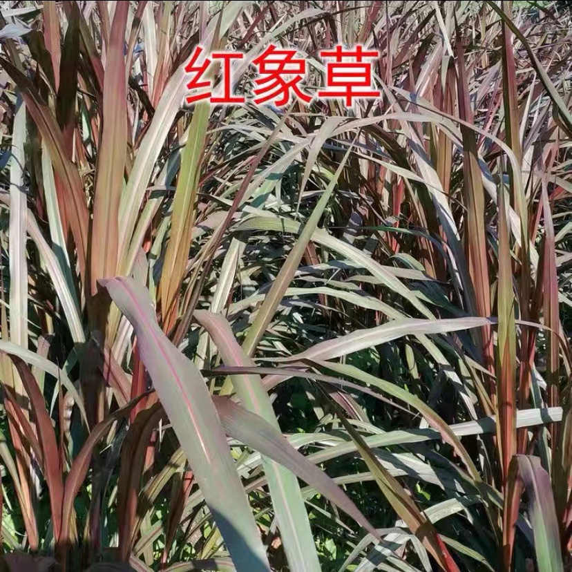 【紫色红象草】正宗巴西无毛牧草种子四季常青喂牛羊鱼高产牧草