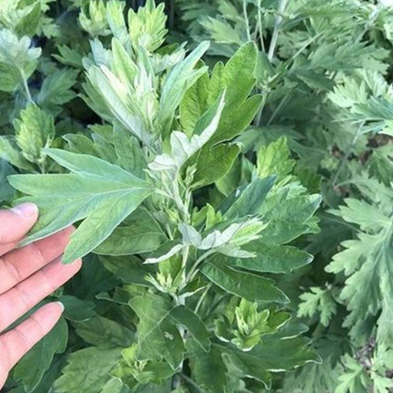 艾草/蒲公英/益母草种籽 野生发芽开花简单种植四季驱蚊散装种子