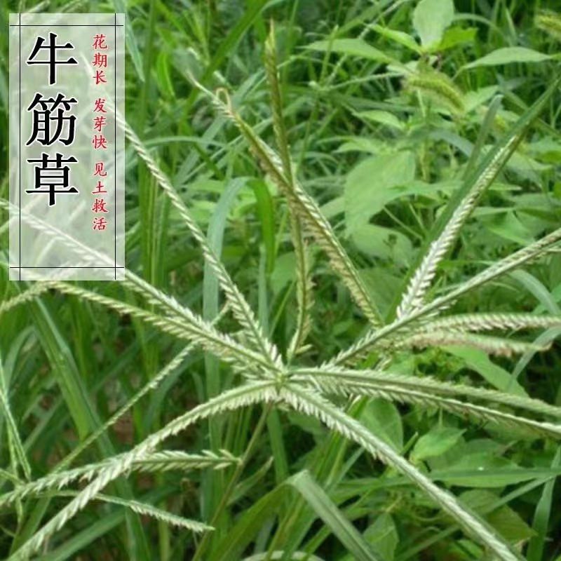 牛筋草老驴拽护坡绿化混合鸡鸭鹅草籽 杂草