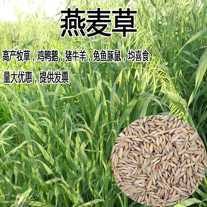 燕麦种子大麦荞麦谷子高产鱼饲料草籽绿肥牛羊草种籽优质