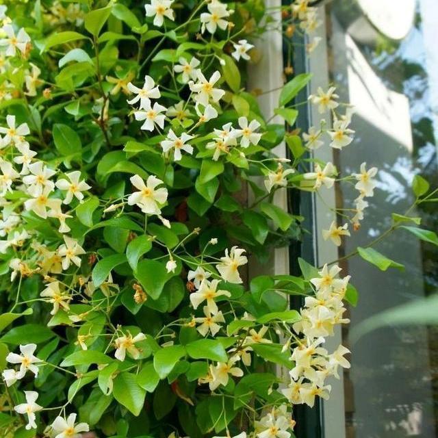 黄色风车茉莉浓香型丰花好养拱门露台庭院盆栽