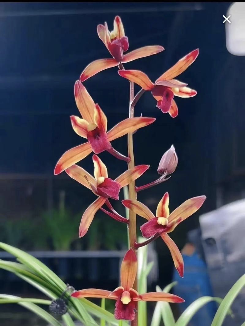 兰花 直播间 专用链接