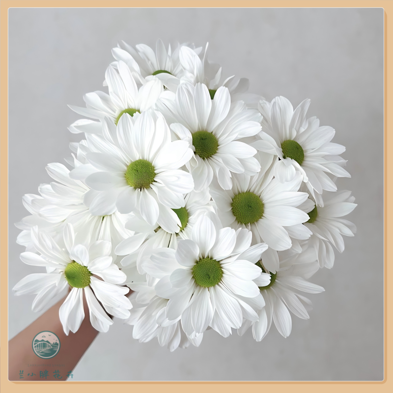 【兰小胖】精选小菊-白色三文鱼10枝 超长花期 简易养护 顺丰包邮