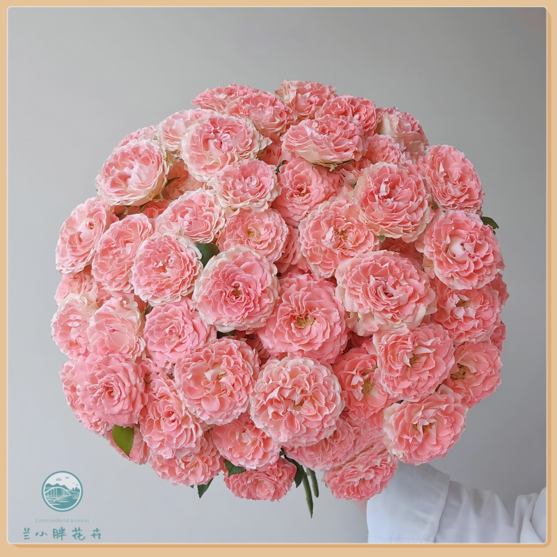 【兰小胖】精选-小仙女多头玫瑰   (注意：特殊花材，收到带包装醒花)