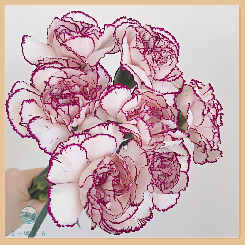 【兰小胖】精选康乃馨-紫精灵20枝装 精选花材 超长花期 顺丰包邮