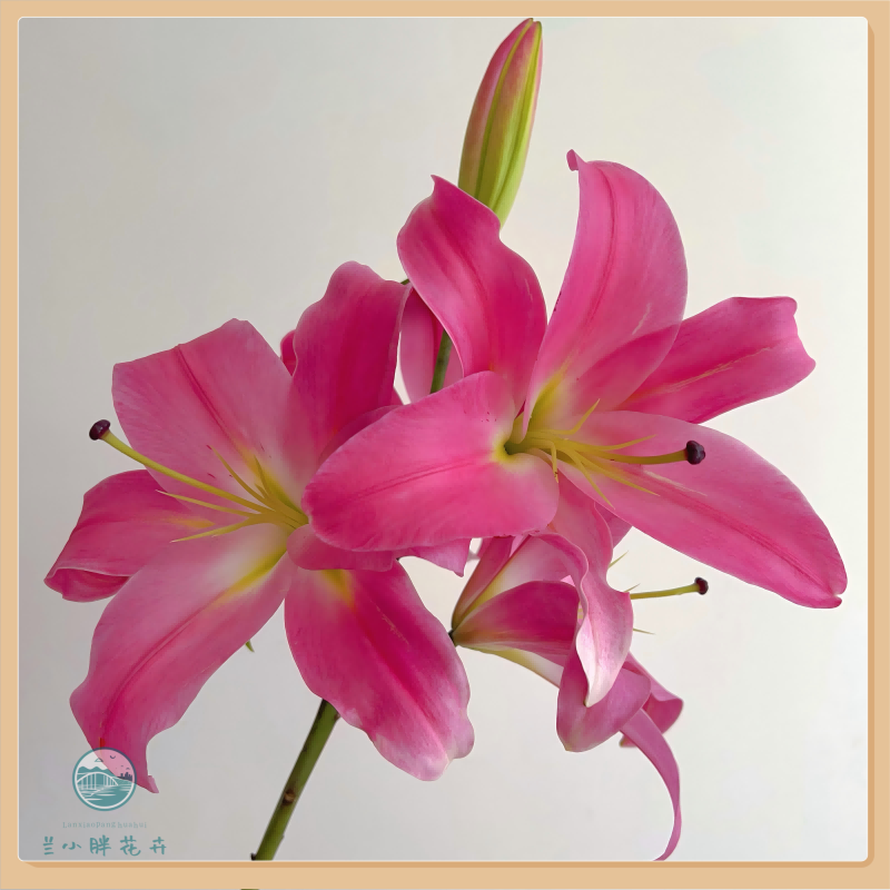 【兰小胖】精选A级-红武士香水百合5枝装超长花期养护简易顺丰发货 