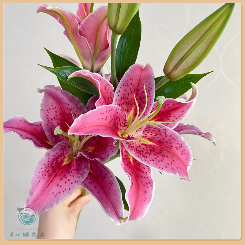 【兰小胖】精选A级-草莓沐恩香水百合多头5枝装 超长花期 顺丰包邮 
