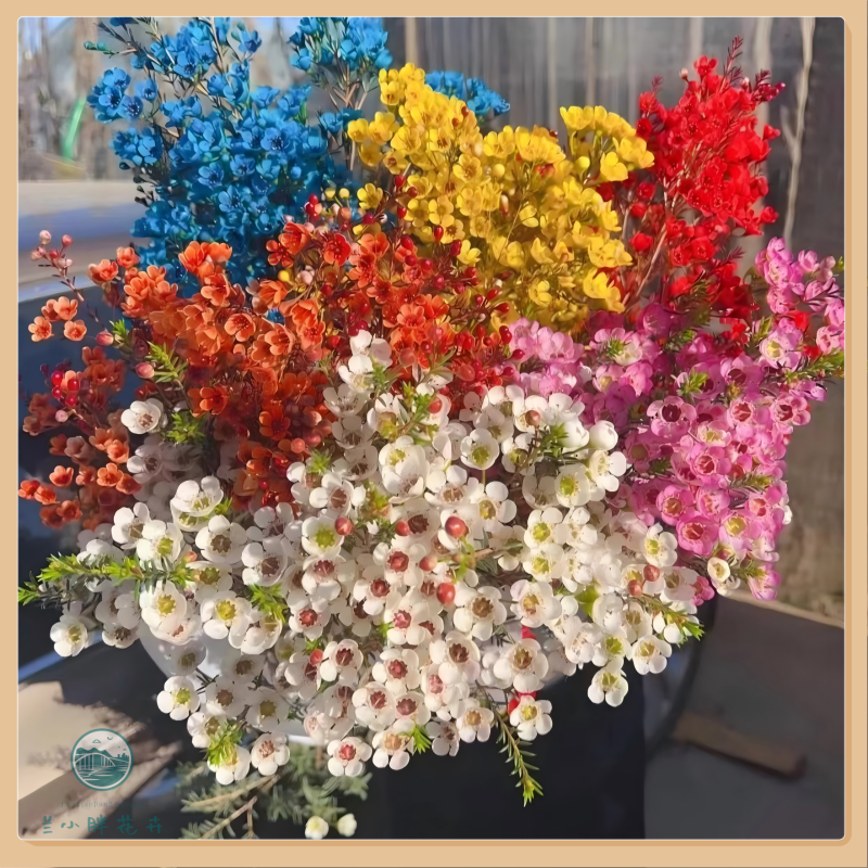 【兰小胖】精选A级-澳洲腊梅超长花期 七色可选 季节鲜花 顺丰发货 