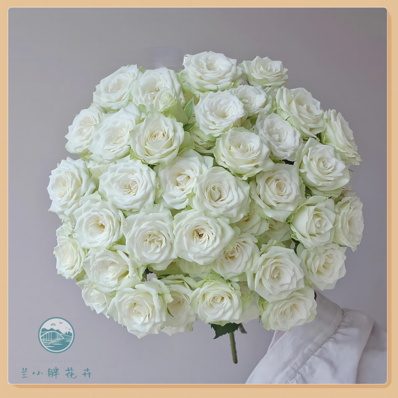 【兰小胖】方德A级-初雪多头玫瑰 (注意：特殊花材，收到带包装醒花)