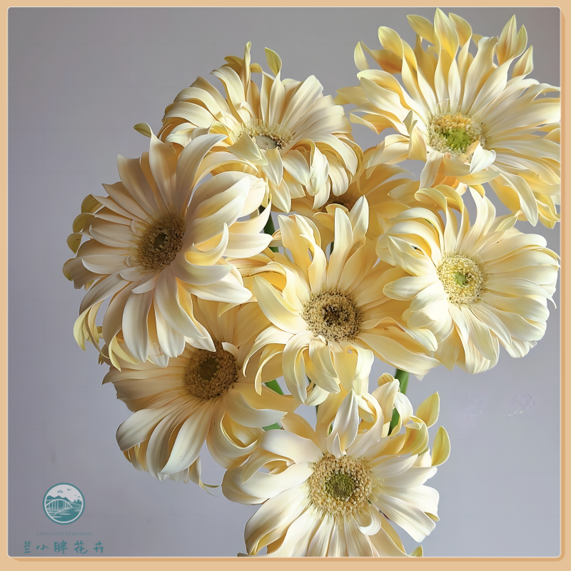 【兰小胖】爱必达精选-香格里拉卷边非洲菊20枝装 超值福利顺丰包邮