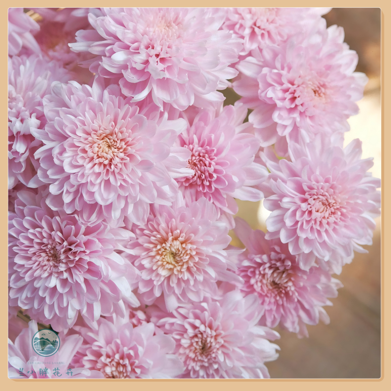 【兰小胖】A级精选小菊-奢香夫人10枝装 超长花期养护简易 顺丰发货