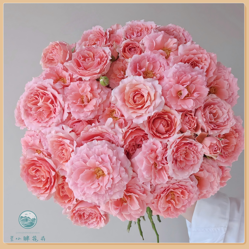 【兰小胖】精选A-粉色拉拉队多头玫(注意：特殊花材，收到带包装醒花)