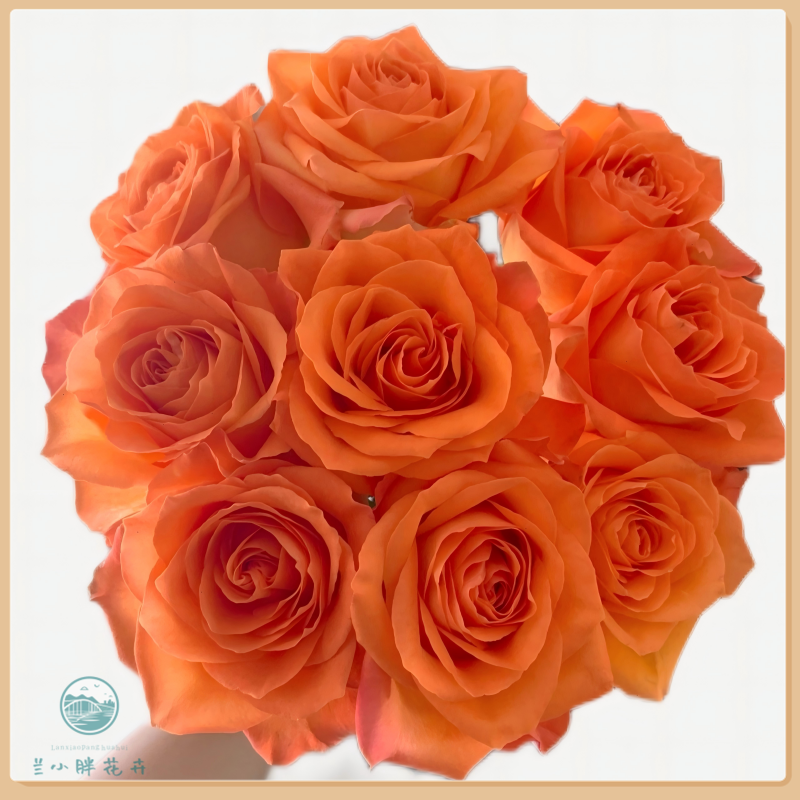 【兰小胖】精选方德-国王日玫瑰10枝(注意:特殊花材收到带套袋醒花)