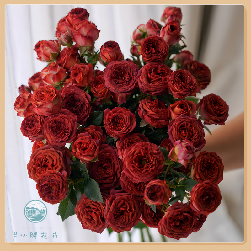 【兰小胖】精选A-巧克力泡泡多头玫(注意：特殊花材收到带包装醒花)